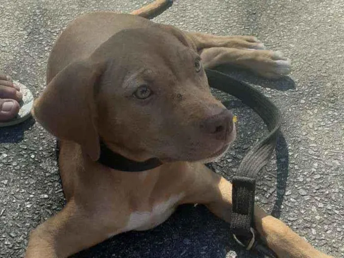 Cachorro ra a Mix Pitbull idade 2 a 6 meses nome Nala