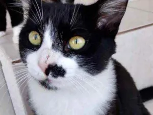 Gato raça Srd frajolinha  idade 7 a 11 meses nome Sushi um fofo 