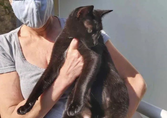 Gato raça Srd idade 7 a 11 meses nome Amanda linda 