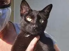 Gato raça Srd idade 7 a 11 meses nome Amanda linda 