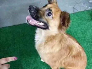 Cachorro raça Srd idade 1 ano nome Nala lindinha 