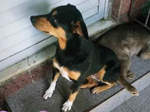 Cachorro ra a Srd idade 3 anos nome Lili