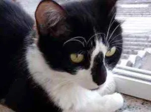 Gato raça Srd idade 1 ano nome Lua uma linda gata