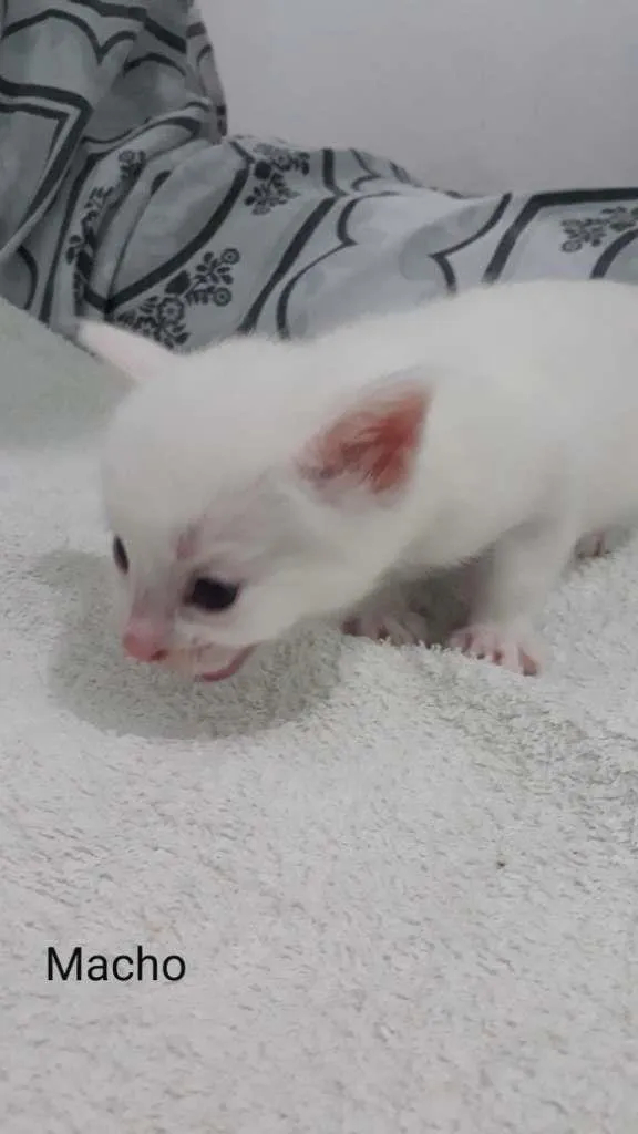 Gato raça  idade Abaixo de 2 meses nome Zyon