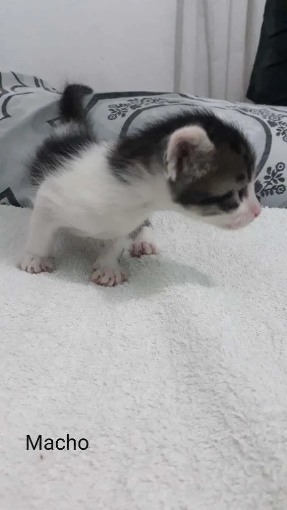 Gato raça  idade Abaixo de 2 meses nome Zyon