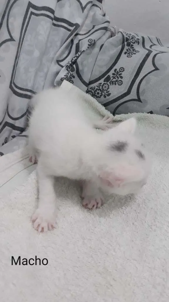 Gato raça  idade Abaixo de 2 meses nome Zyon