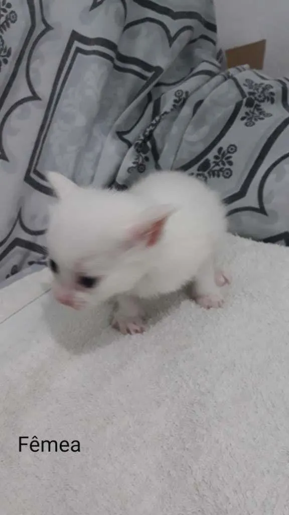Gato raça  idade Abaixo de 2 meses nome Zyon