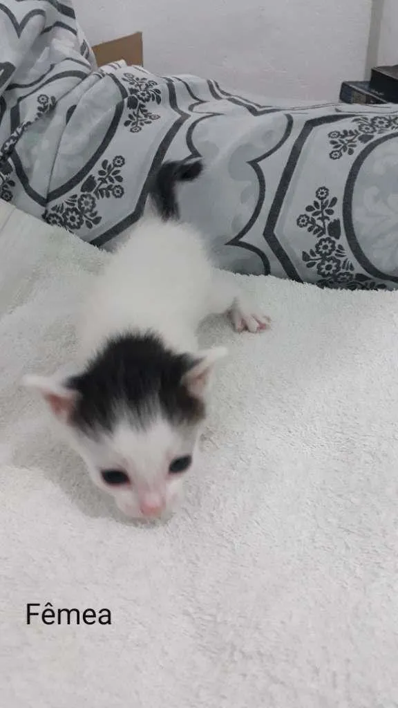 Gato raça  idade Abaixo de 2 meses nome Zyon
