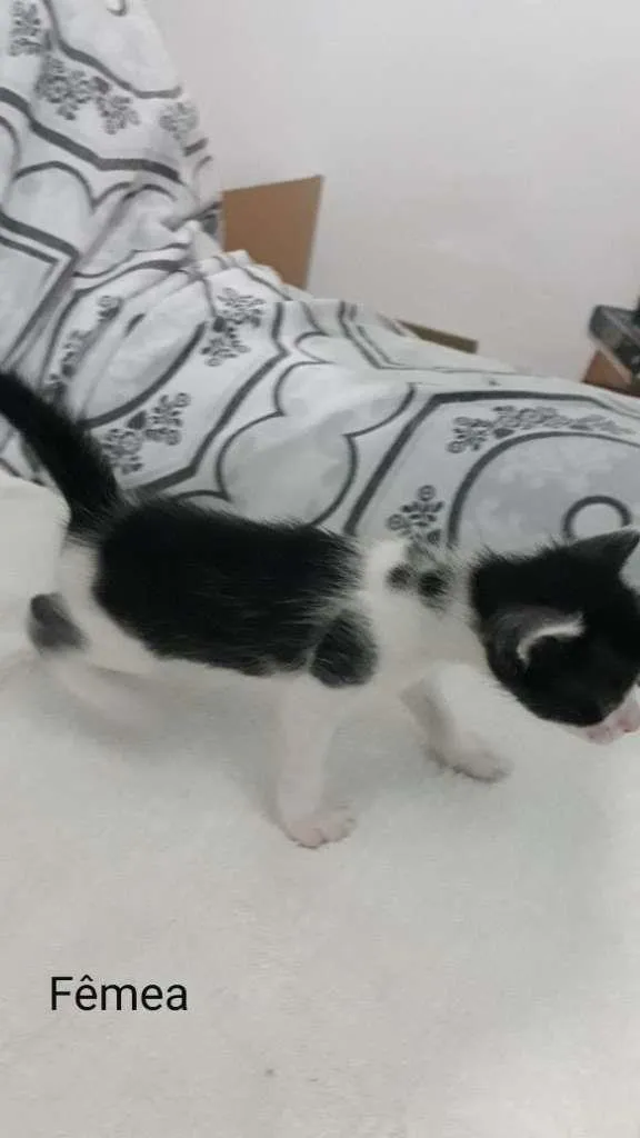 Gato raça  idade Abaixo de 2 meses nome Zyon
