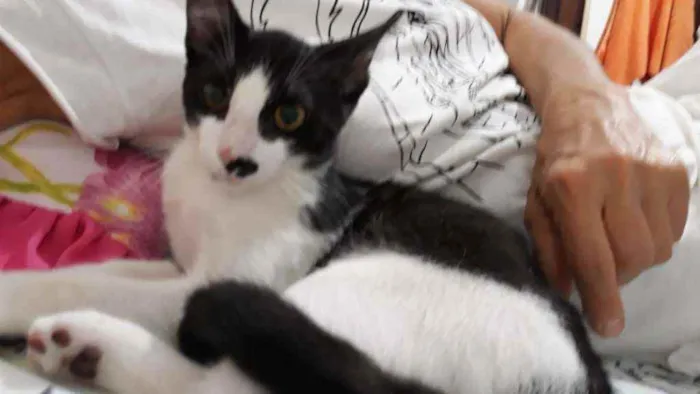 Gato ra a Srd  idade 2 a 6 meses nome Félix