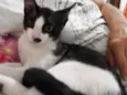 Félix