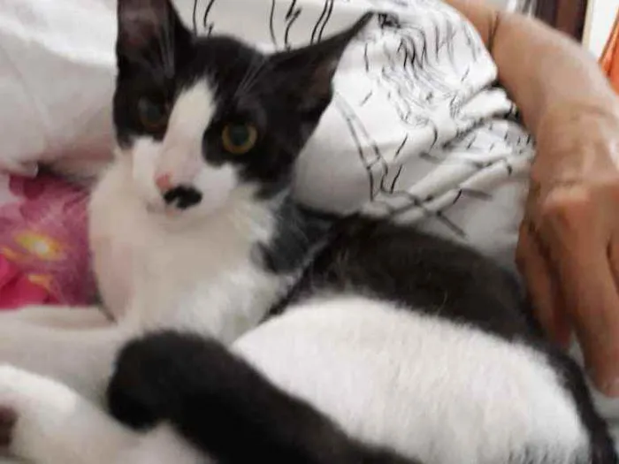 Gato ra a Srd  idade 2 a 6 meses nome Félix