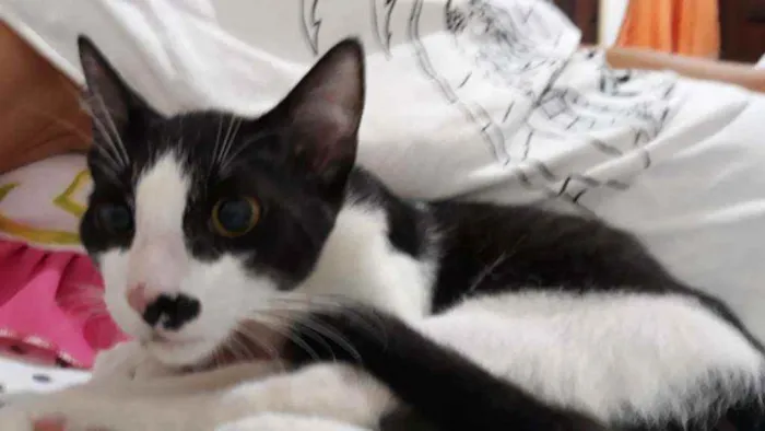 Gato ra a Srd  idade 2 a 6 meses nome Félix