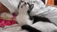Félix