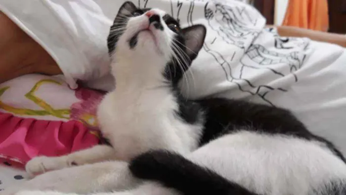 Gato ra a Srd  idade 2 a 6 meses nome Félix