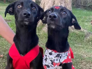 Cachorro raça Canina idade 7 a 11 meses nome Bia e Bento