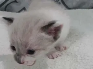 Gato raça  idade Abaixo de 2 meses nome Zyon