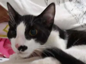 Gato raça Srd  idade 2 a 6 meses nome Félix