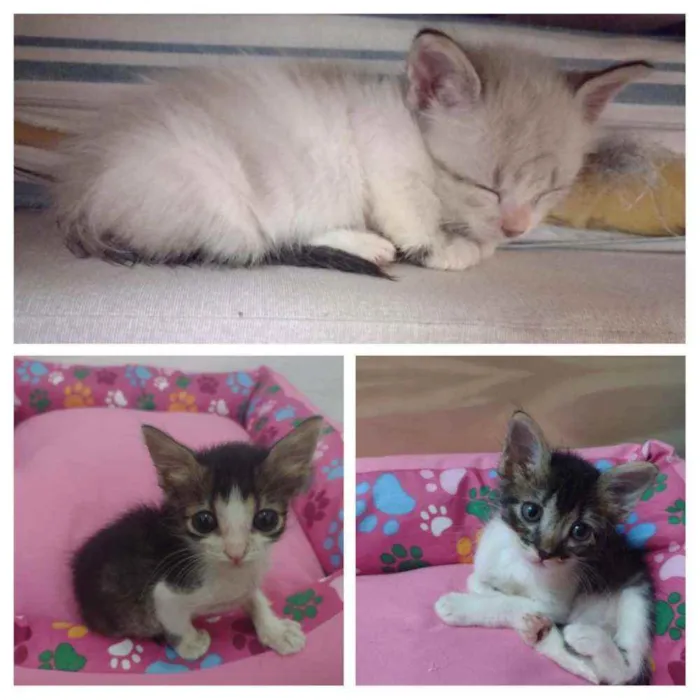 Gato ra a SRD idade Abaixo de 2 meses nome Ana, Luna e Fígaro
