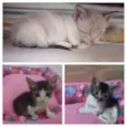 Ana, Luna e Fígaro