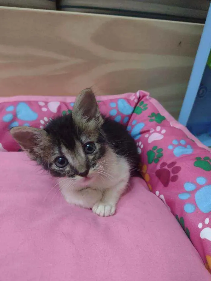 Gato ra a SRD idade Abaixo de 2 meses nome Ana, Luna e Fígaro