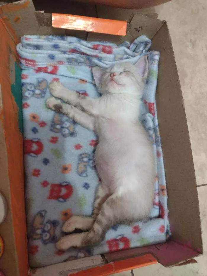 Gato ra a SRD idade Abaixo de 2 meses nome Ana, Luna e Fígaro