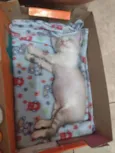 Ana, Luna e Fígaro