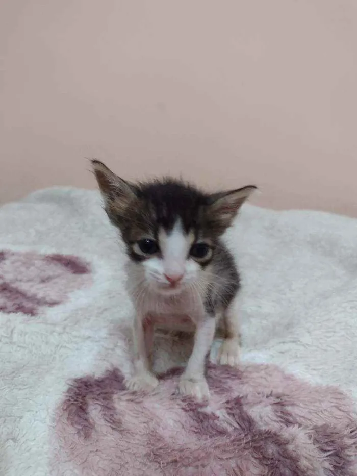 Gato ra a SRD idade Abaixo de 2 meses nome Ana, Luna e Fígaro