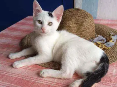 Gato raça Indeterminada idade 2 a 6 meses nome Lacinho