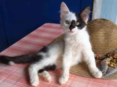 Gato raça Indeterminada idade 2 a 6 meses nome Pandinha