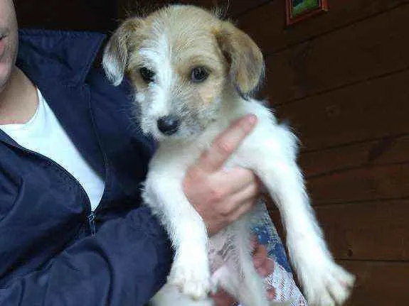 Cachorro ra a Desconhecida  idade 2 a 6 meses nome Nenhum 