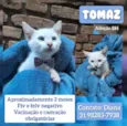 Tomaz