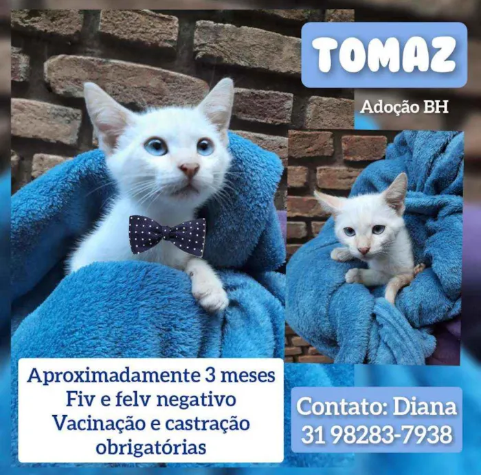 Gato raça Srd idade 2 a 6 meses nome Tomaz