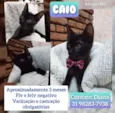 Caio