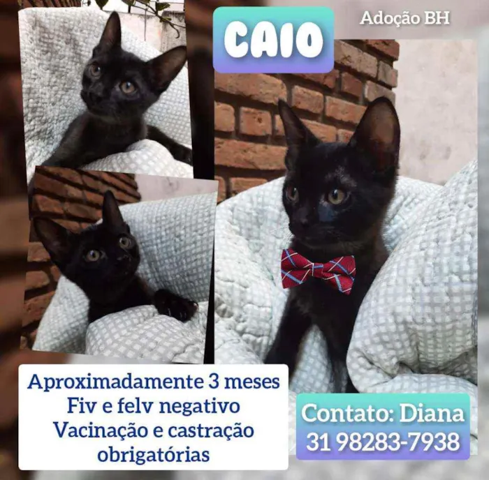 Gato raça Srd idade 2 a 6 meses nome Caio