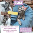 Alice