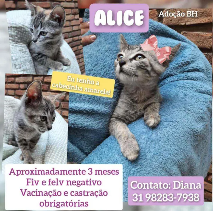 Gato raça Srd idade 2 a 6 meses nome Alice