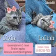 Lívia e Lailah