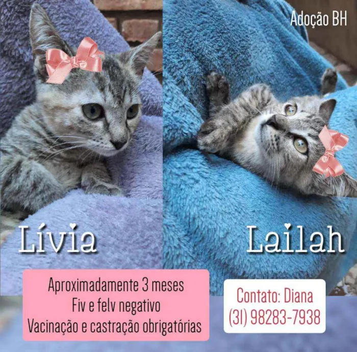 Gato raça Srd idade 2 a 6 meses nome Lívia e Lailah