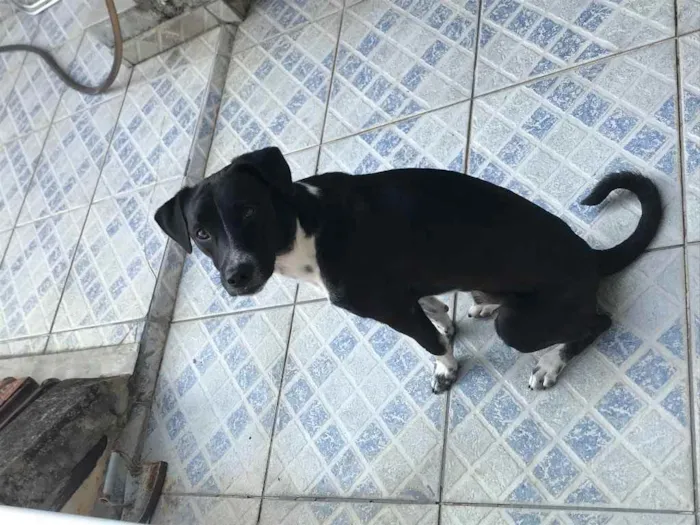 Cachorro ra a Vira lata idade 1 ano nome Pintado