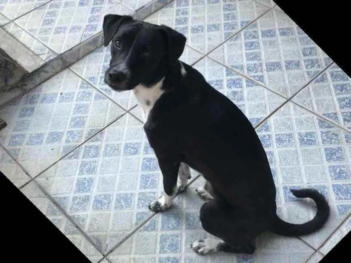 Cachorro ra a Vira lata idade 1 ano nome Pintado