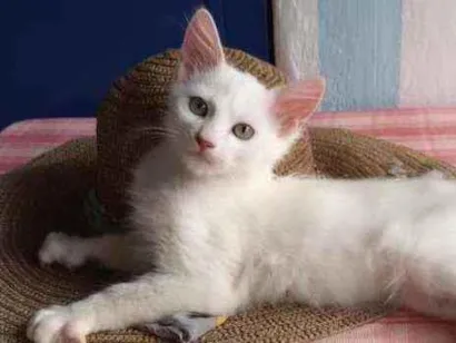 Gato raça Indeterminada idade  nome Nevinha