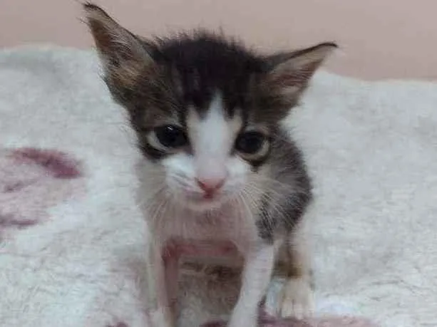 Gato ra a SRD idade Abaixo de 2 meses nome Ana, Luna e Fígaro