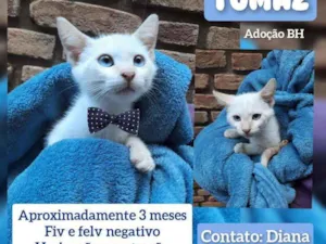 Gato raça Srd idade 2 a 6 meses nome Tomaz