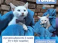 Tomaz