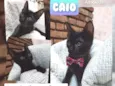 Caio