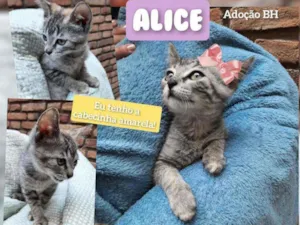 Gato raça Srd idade 2 a 6 meses nome Alice