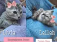 Lívia e Lailah