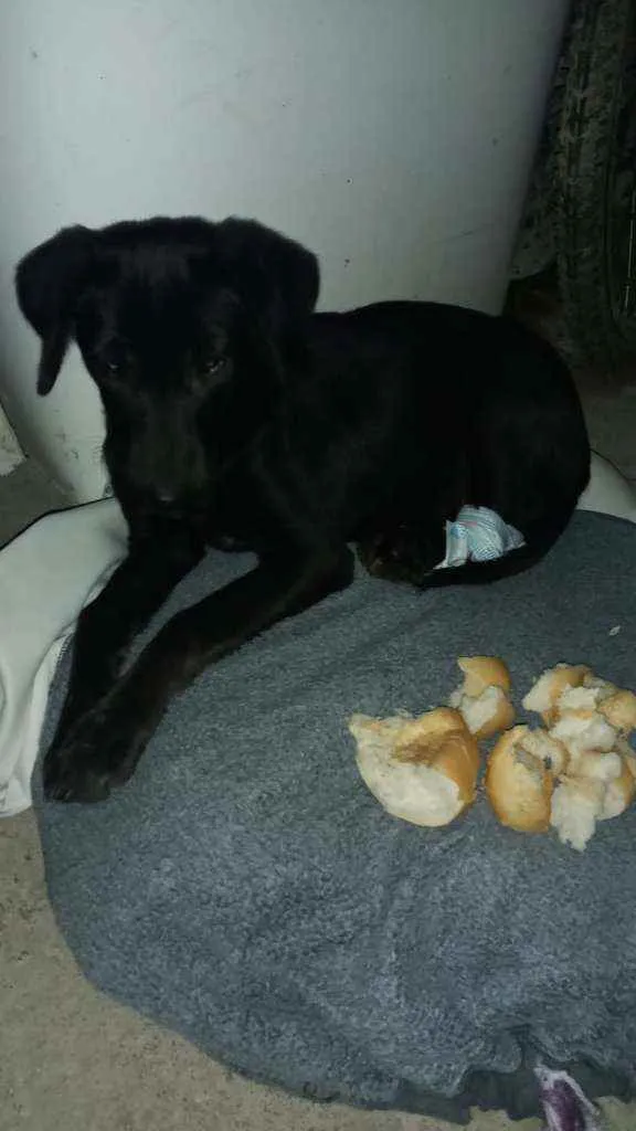 Cachorro ra a  idade 7 a 11 meses nome Sem nome 