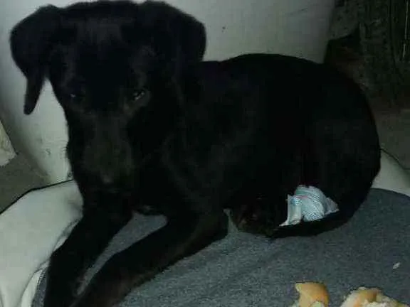Cachorro ra a  idade 7 a 11 meses nome Sem nome 